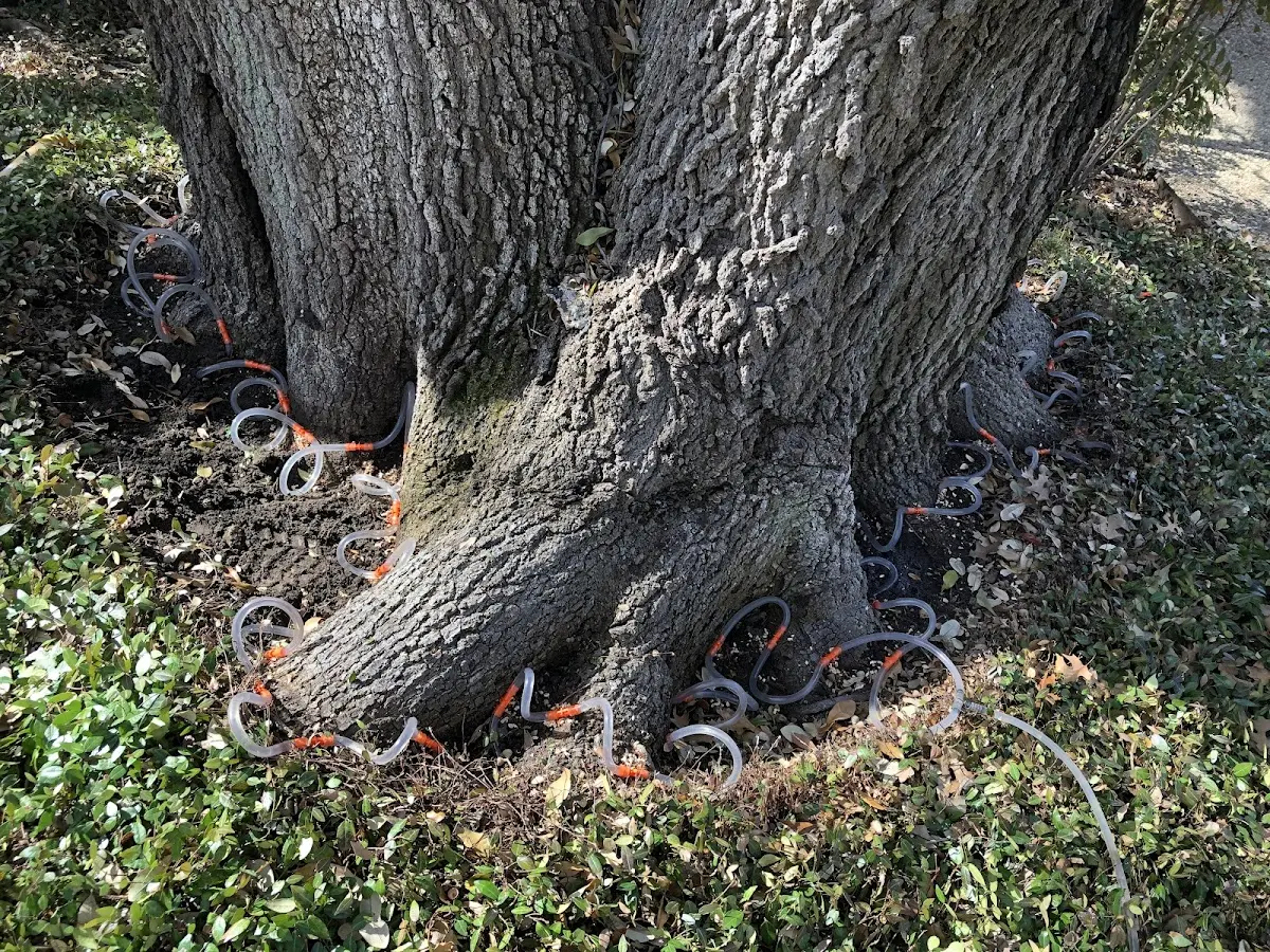 Detailed Tree Cabling and Bracing job site in Vergas