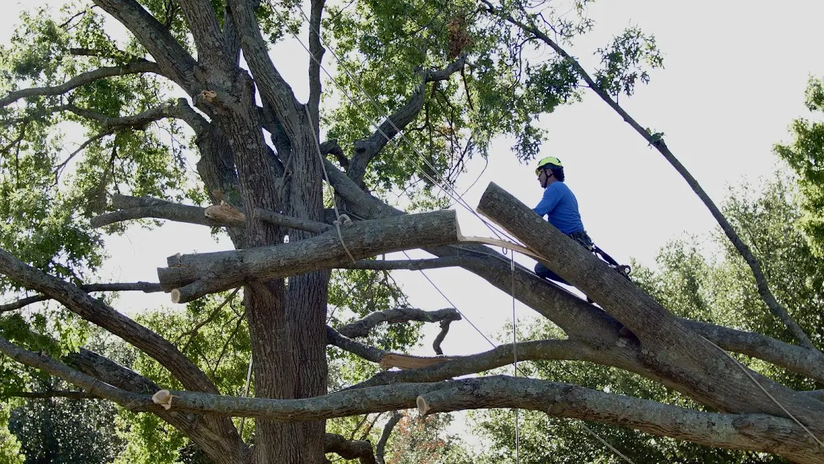 Professional Crown Thinning performed by certified arborists in Vergas